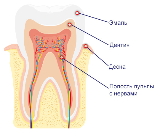 MIG400_Toothache_Tooth_Anatomy_dentin_enamel_pulp_gingiva