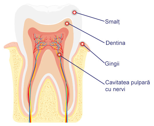 MIG400_Durere de dinți_Dinte_Anatomie_dentină_smalț_pulpă_gingie